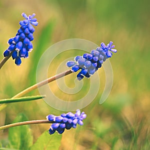 Beautiful spring blue flower grape hyacinth with sun and green grass. Macro shot of the garden with a natural blurred background.