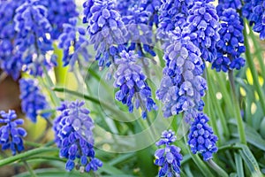 Beautiful spring blue flowers muscali