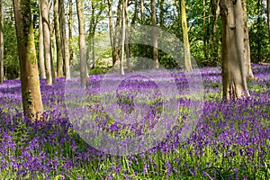 Beautiful  spring bluebells field in forest