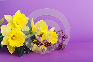 Beautiful spring bouquet of flowers yellow daffodil on lilac purple background with place for text. Floristic composition as