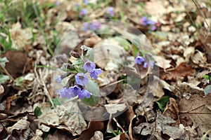 A beautiful spring bouquet, Pulmonaria officinalis