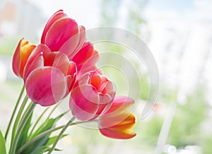 Yellow-pink tulip flowers