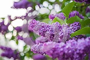 Beautiful spring branch of blossoming lilac brush, sky