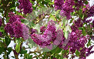 Beautiful spring branch of blossoming lilac flowers.