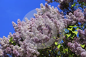 Beautiful spring branches of blooming lilac bush