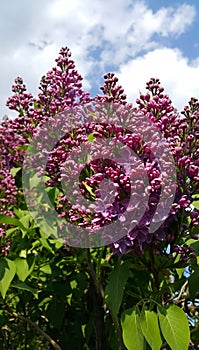 Beautiful spring branches of blooming lilac bush