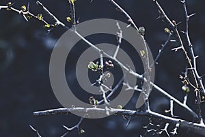 Beautiful spring branches with spines