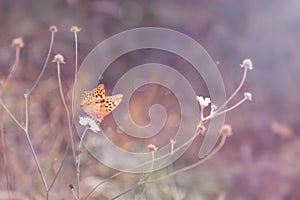 Beautiful spring butterfly on a blade of grass close-up in purple light