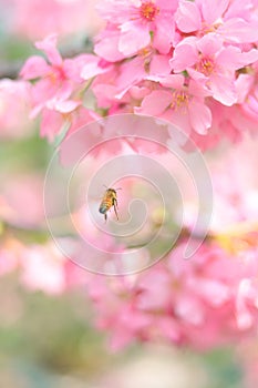 Beautiful spring Cherry blossom flower and honey bee, beauty in nature, copyspace