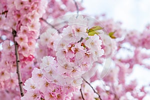 Beautiful spring cherry blossom tree. Shallow depth of field