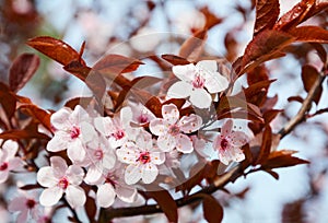 Beautiful Spring Cherry blossoms background