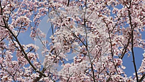 Beautiful spring cherry blossoms on the background of the blue sky are swaying in the wind, bees are flying around slow