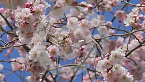 Beautiful spring cherry blossoms on the background of the blue sky are swaying in the wind, bees are flying around slow