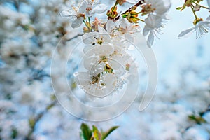 Beautiful, spring cherry blossoms. Close up