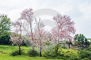 Beautiful Spring Cherry blossoms over blue sky. pink flowers. Blossoming cherry trees at Shillong Golf Course,