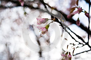 Beautiful Spring Cherry blossoms over blue sky. pink flowers. Blossoming cherry trees at Shillong Golf Course,