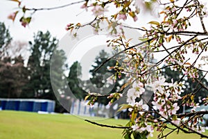 Beautiful Spring Cherry blossoms over blue sky. pink flowers. Blossoming cherry trees at Shillong Golf Course,