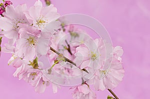 Beautiful Spring cherry blossoms on pink background with copyspace