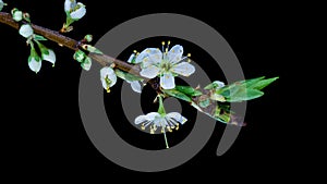 Beautiful Spring Cherry plum tree flowers blossom on black background, timelapse, extreme close up. Time lapse of Easter