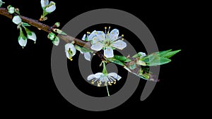 Beautiful Spring Cherry plum tree flowers blossom on black background, timelapse, extreme close up. Time lapse of Easter