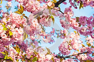 Beautiful spring cherry sakura blossom with fading in to pastel pink background