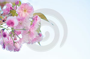 Beautiful spring cherry sakura blossom with fading in to pastel pink background