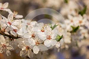 Beautiful spring Cherry tree blossoms against a blurred peaceful background.