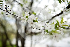 Beautiful spring cherry tree,branch blossoms
