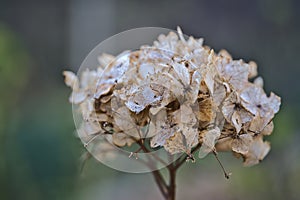 Beautiful spring closeup blurry view of branch of faded white hydrangea flowers from the last year, Dublin, Ireland