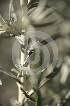 Beautiful spring closeup view of silver sage Artemisia cana stem, evergreen bush with narrow silver-gray aromatic leaves