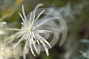 Beautiful spring closeup view of silver sage Artemisia cana stem, evergreen bush with narrow silver-gray aromatic leaves