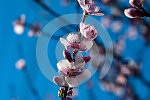 Beautiful spring colors, apple blossoms and cherries