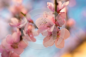 Beautiful spring colors, apple blossoms and cherries