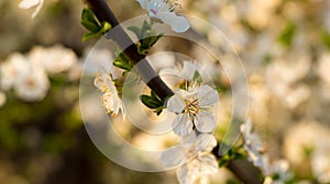 Beautiful spring colors, apple blossoms and cherries