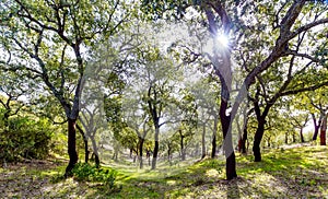 Beautiful spring cork oak tree forest. Bright sun shining through the trees