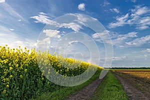 Beautiful spring rural landscape with blooming canola field, dirt road and blue sky with clouds