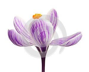 Beautiful spring crocus flower on white