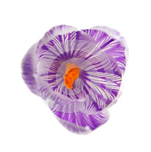Beautiful spring crocus flower on white