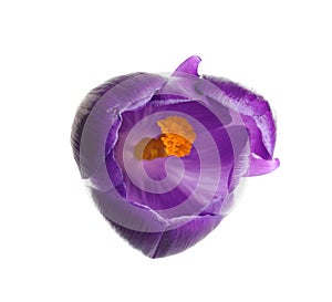 Beautiful spring crocus flower on white background