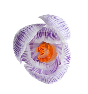 Beautiful spring crocus flower on white, top view