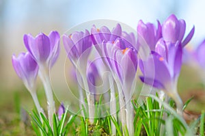 Beautiful spring crocus flowers on sunlit Alpine glade