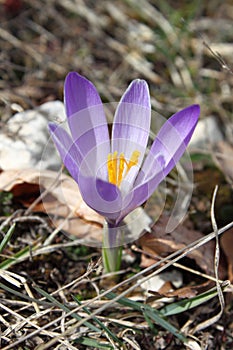 Spring crocuses flowers