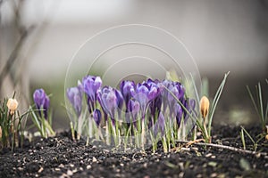 Beautiful spring crocuses on the ground in a park or forest, blue, toning on a natural background