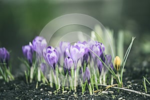 Beautiful spring crocuses the ground in a park or forest, blue, toning on a natural background