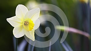 Beautiful spring daffodil flower, mothers day background