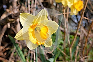 Beautiful spring daffodils flowers on woodland background