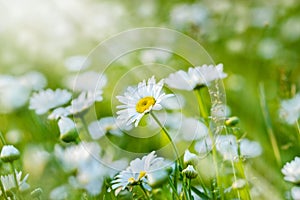 Beautiful spring daisy