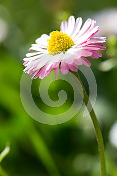 Beautiful spring daisy,floral background