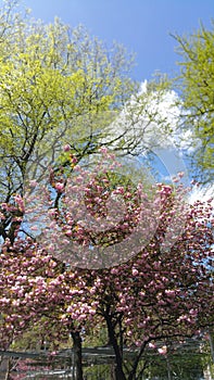 A beautiful spring day in New York City