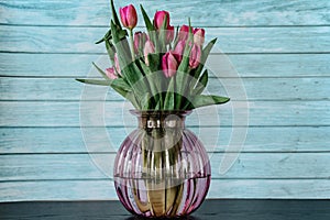 Beautiful spring decoration.Pink purple tulips in glass vase.Fresh tulip flowers bouquet in front of blue wall.View with copy